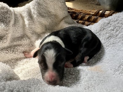 Les chiots de Border Collie