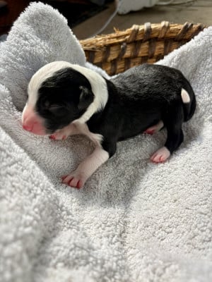 Les chiots de Border Collie