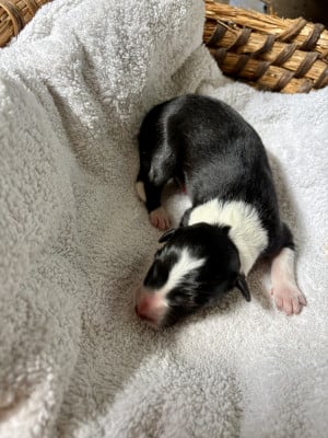 Les chiots de Border Collie