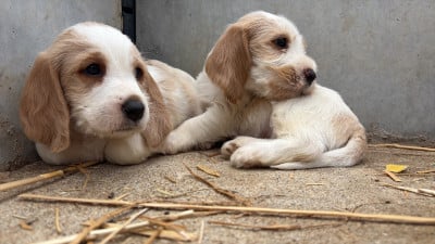Les chiots de Petit Basset griffon vendeen