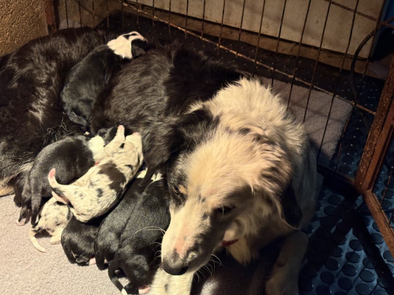 Border Collie - De La Croix Bécasse
