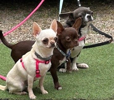 Publication : De Lambrouisse