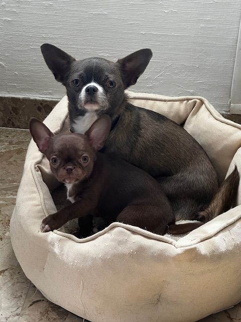 Publication : De Lambrouisse