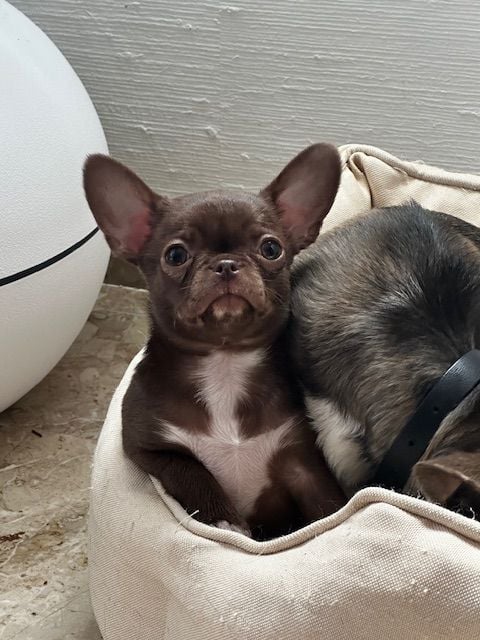 Publication : De Lambrouisse