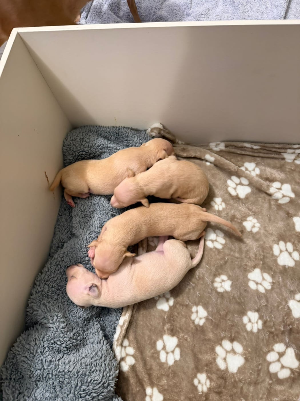 Chiot Petit Levrier Italien