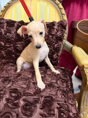 Les chiots de Petit Levrier Italien