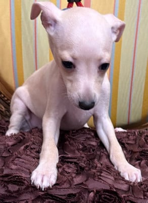 Les chiots de Petit Levrier Italien