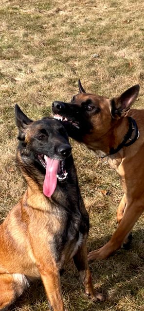 Publication : PIERRICK ZEGHERS Auteur : pierrick