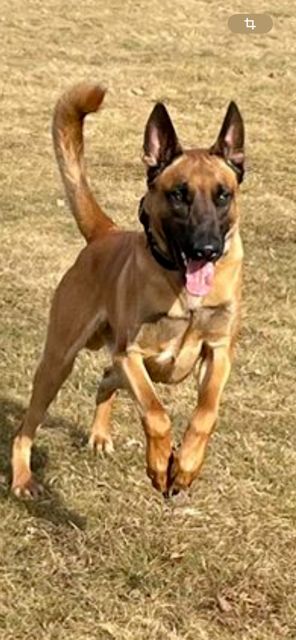 Publication : PIERRICK ZEGHERS Auteur : pierrick