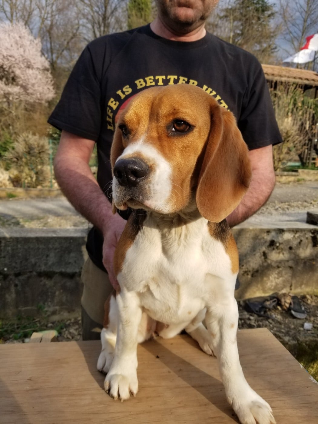 Anémone Du Mas Saint Clair