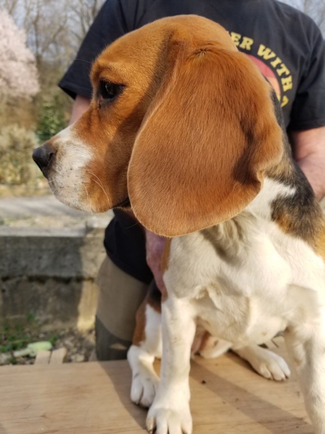 Anémone Du Mas Saint Clair