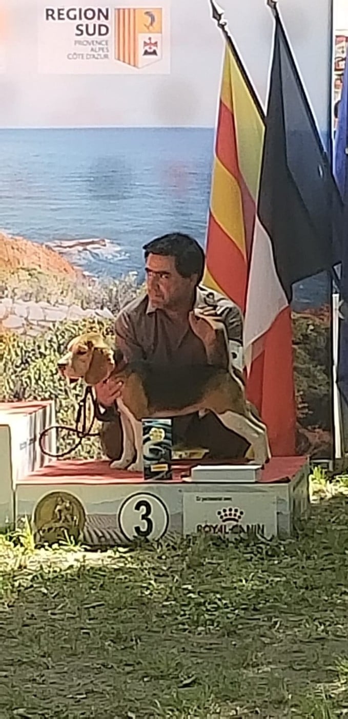 Brennus Vae Victis Des Gardiens D'Alma - 1er très prometteur-meilleur baby - 3eme Best in show baby