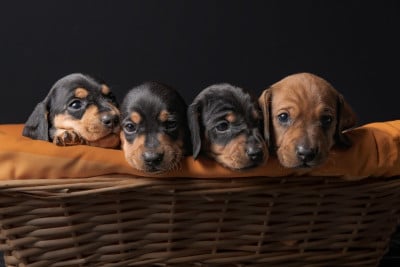 Les chiots de Teckel poil ras