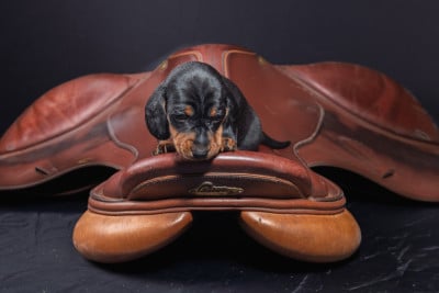 Les chiots de Teckel poil ras