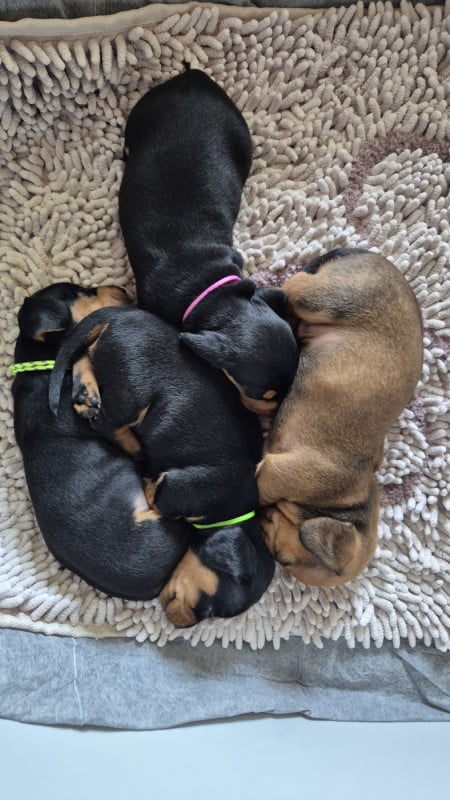 Teckel poil ras - Du Domaine Des Fetiches