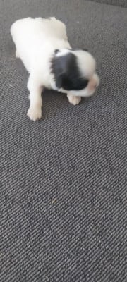 Les chiots de Shih Tzu