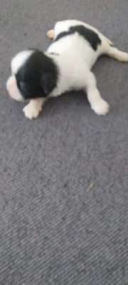 Les chiots de Shih Tzu