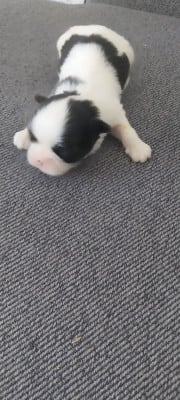 Les chiots de Shih Tzu