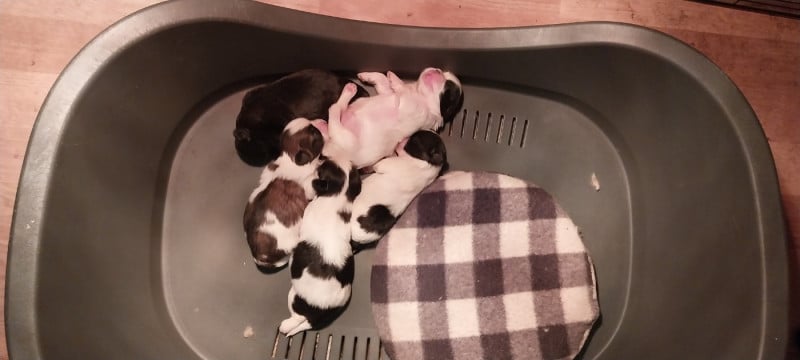 Shih Tzu - Du Domaine Du Village Fleuri