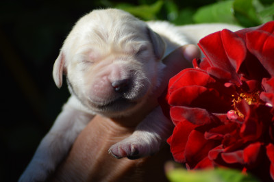 Les chiots de Golden Retriever