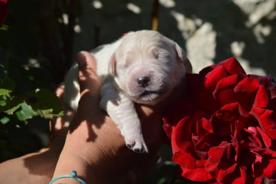 Les chiots de Golden Retriever