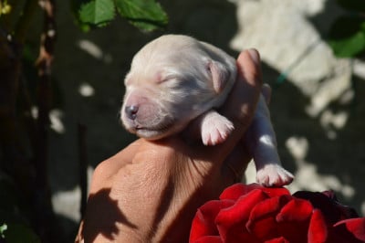 Les chiots de Golden Retriever