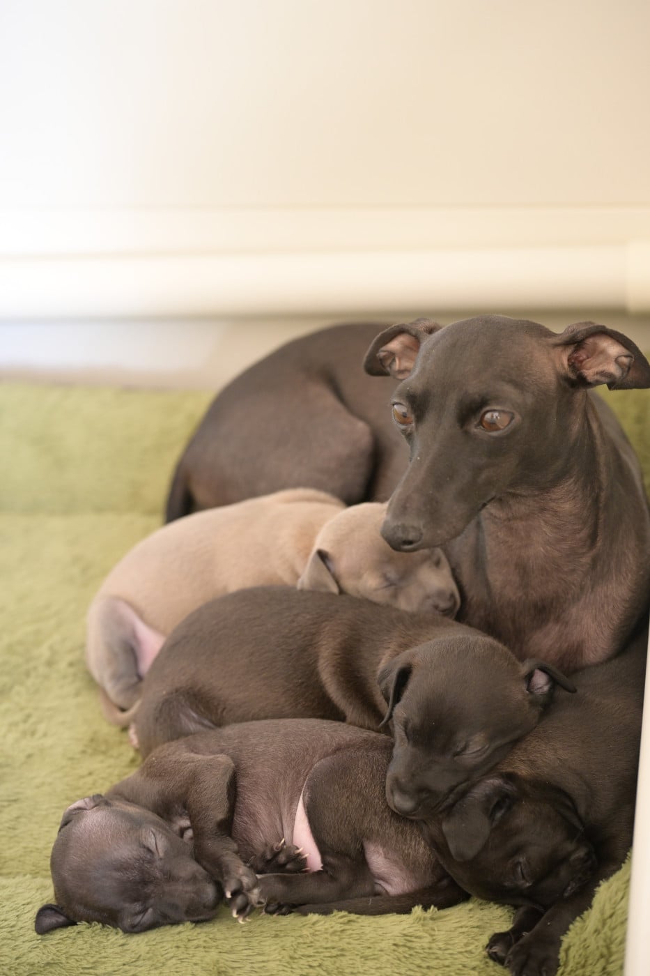 Chiot Petit Levrier Italien