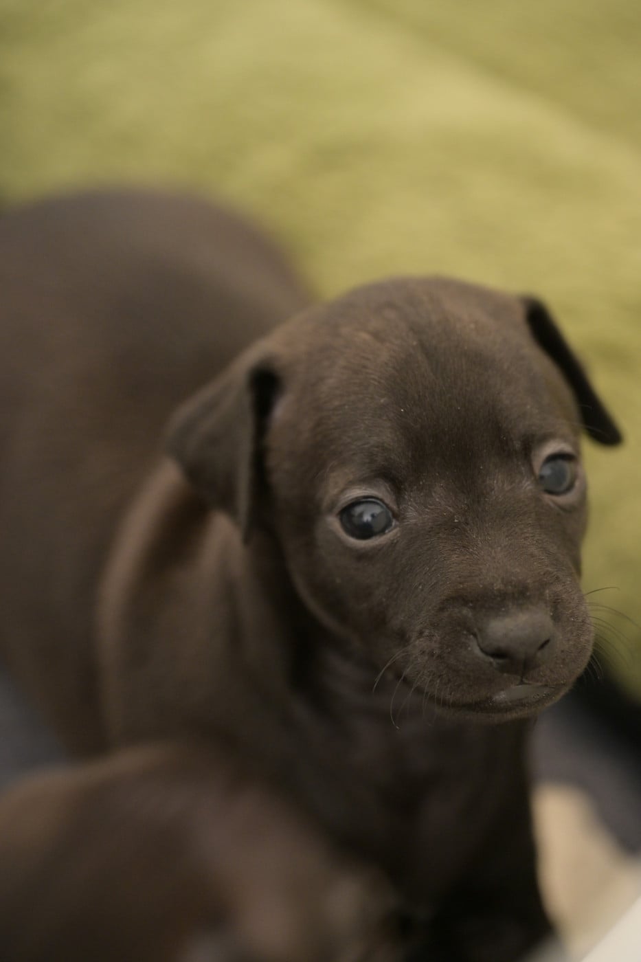 Chiot N°1 - Petit Levrier Italien