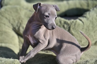 Les chiots de Petit Levrier Italien