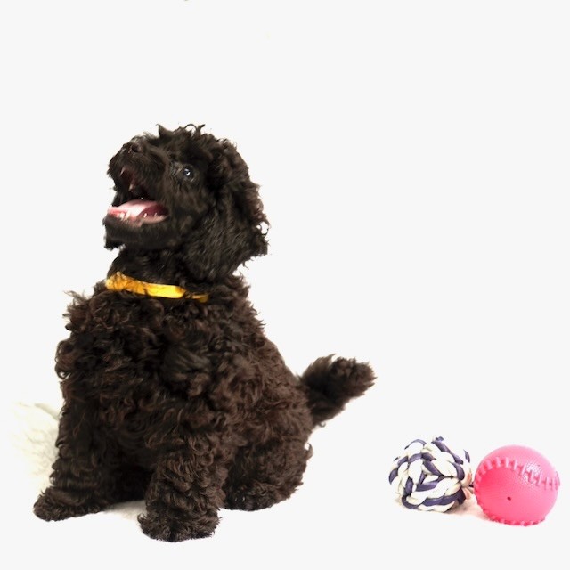 Publication : Les Joyaux De Stella Auteur : Laurent DEUS