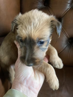 Les chiots de Irish Terrier