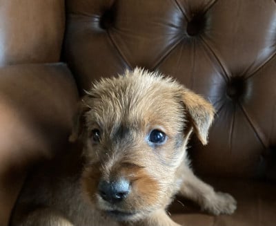 Les chiots de Irish Terrier
