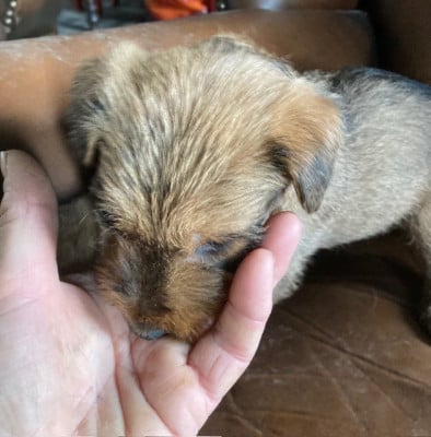 Les chiots de Irish Terrier