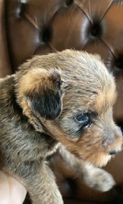 Les chiots de Irish Terrier