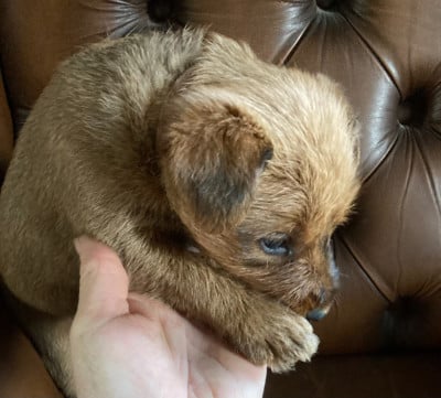 Les chiots de Irish Terrier