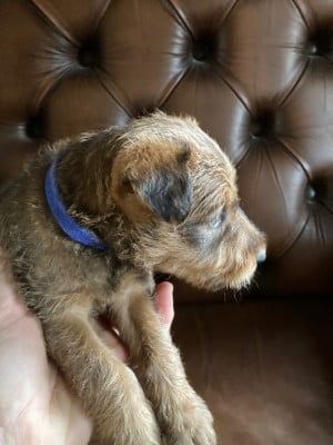 Les chiots de Irish Terrier