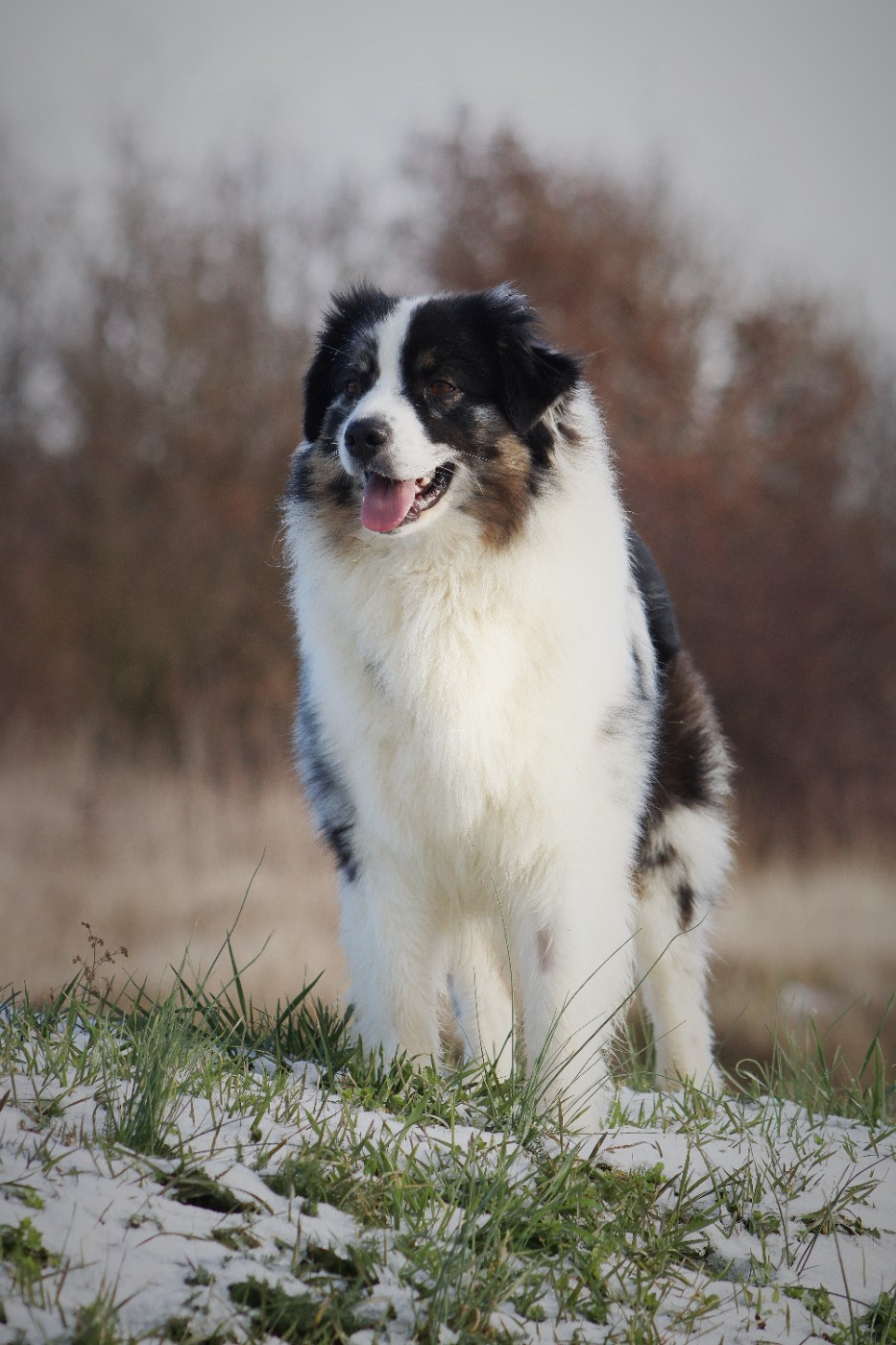 Publication : Aux Milles Chemins De Talunna Auteur : PAULINE