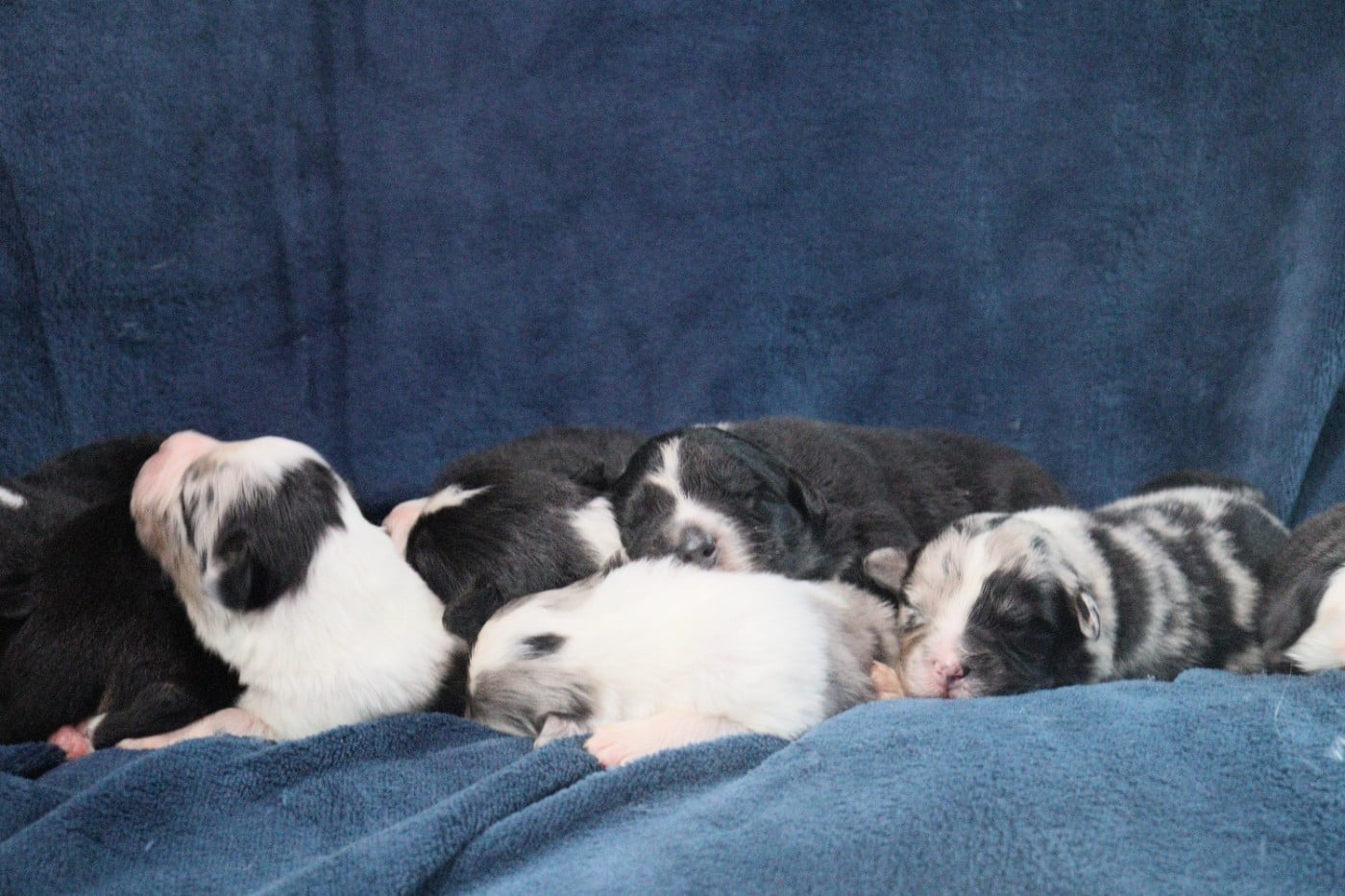 Berger Australien - Aux Milles Chemins De Talunna