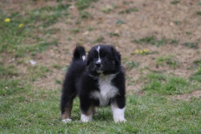 Les chiots de Berger Australien
