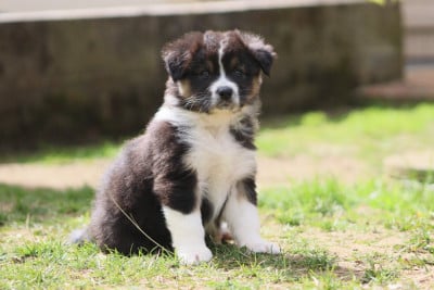 Les chiots de Berger Australien