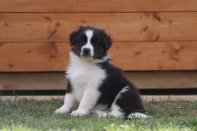 Les chiots de Berger Australien