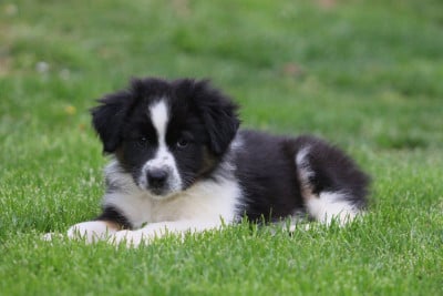 Les chiots de Berger Australien