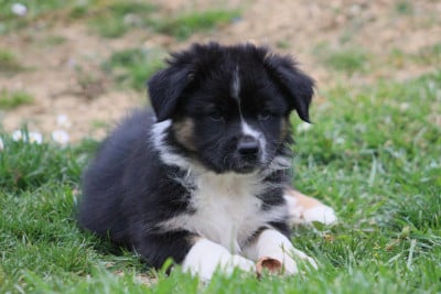 Les chiots de Berger Australien