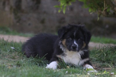Les chiots de Berger Australien