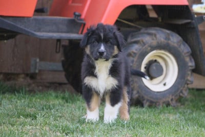 Les chiots de Berger Australien
