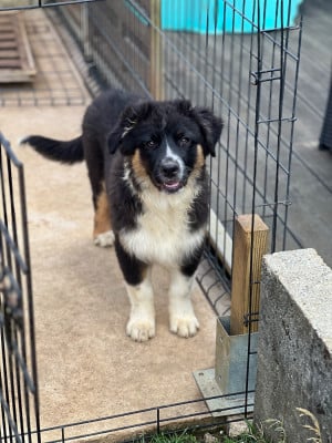Les chiots de Berger Australien