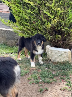Les chiots de Berger Australien