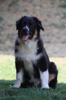 Les chiots de Berger Australien