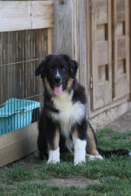 Les chiots de Berger Australien