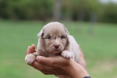 Les chiots de Berger Australien